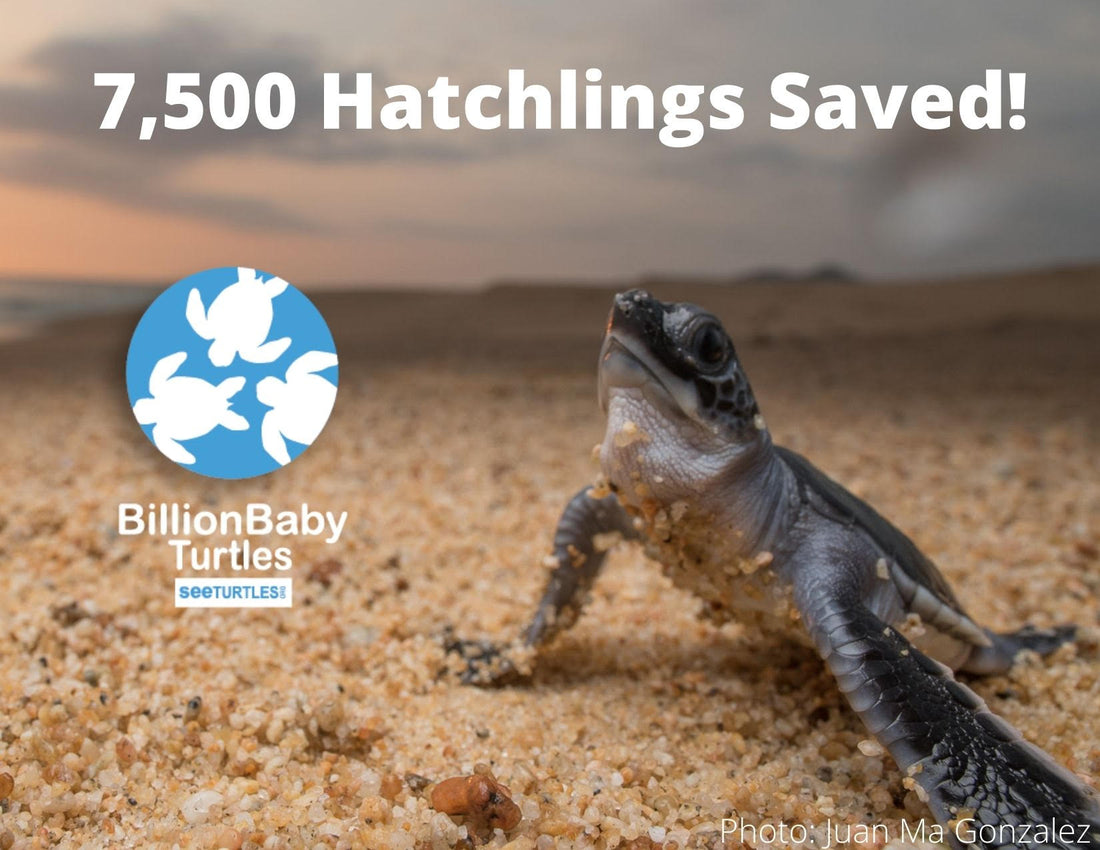 We've Saved 7,500 Turtle Hatchlings!
