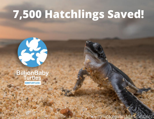 We've Saved 7,500 Turtle Hatchlings!
